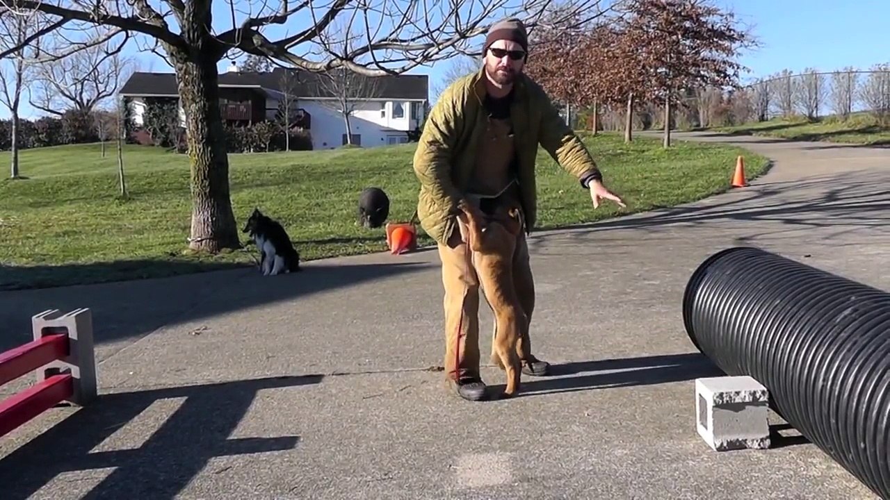 Malinois Puppy Training Lesson Eight