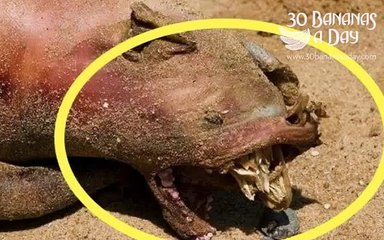 Monster washes up in new york city Montauk Monster?