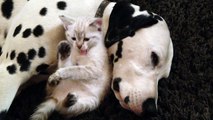 Kitten cuddles with sleepy Dalmatians