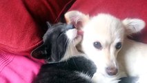 Cat licks and cleans dog and then falls asleep
