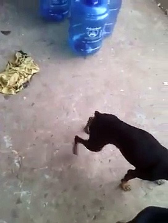 A dog mates with the wind
