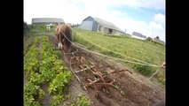 Le cheval au potager