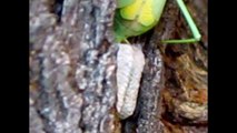 Praying Mantis laying eggs on Mulberry tree, Norman, OK 2009