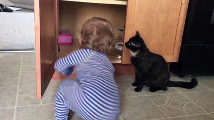 Le chat cet animal trop sympa