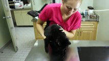 N2 the Talking Cat S2 Ep6 - N2 Goes To The Vet
