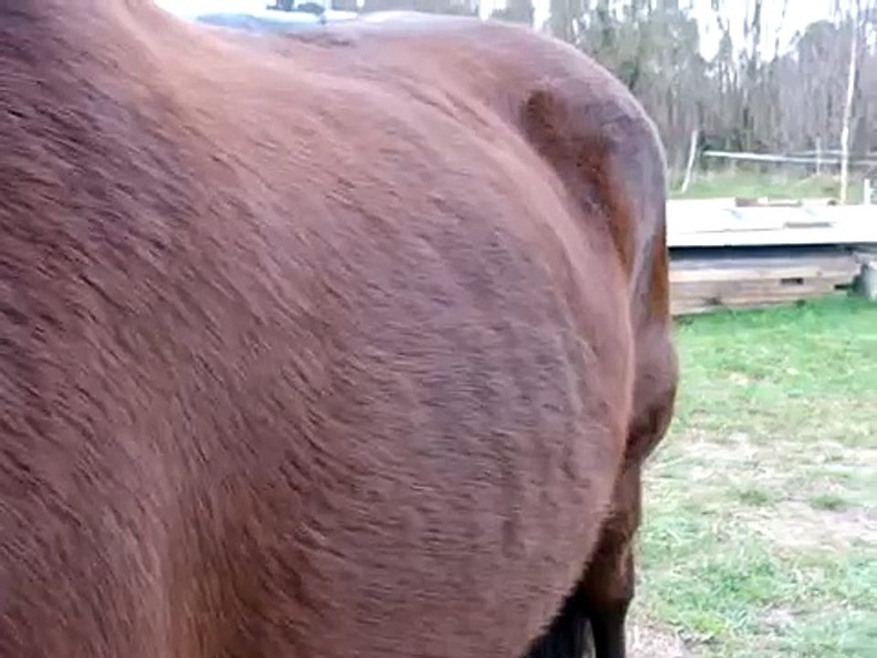 Cheval respiration "poussive"