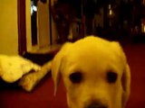 Labrador cucciolo il primo giorno a casa