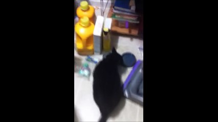 Cats Eating  NOM NOM NOM