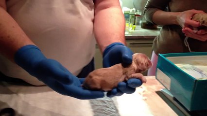 Американский кокер спаниель - купирование хвостов