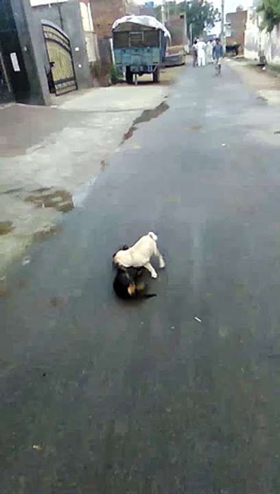 dog fight