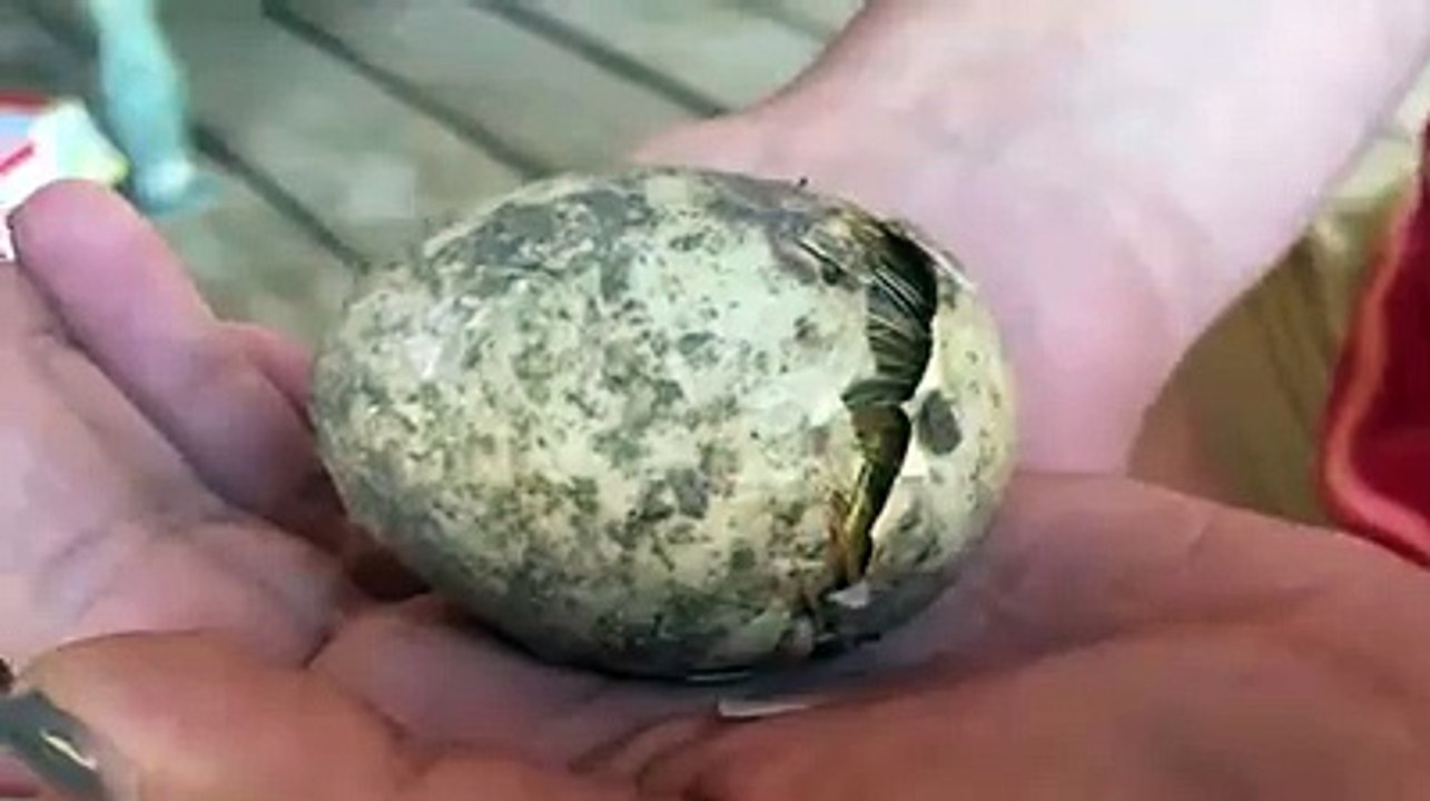 egg cho bacha niklada dekho