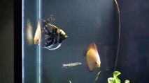 Angelicus Botia Loach Playing inside a planted discus tank