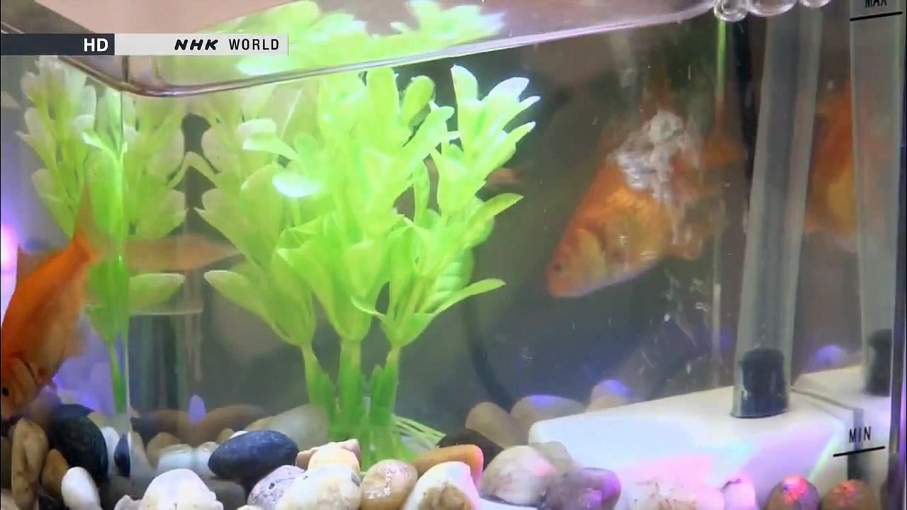 small and smart aquarium for desktop حوض سمك صغير و ذكي لمكتبك