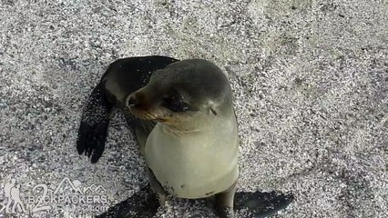 GALAPAGOS SEA LION PUP