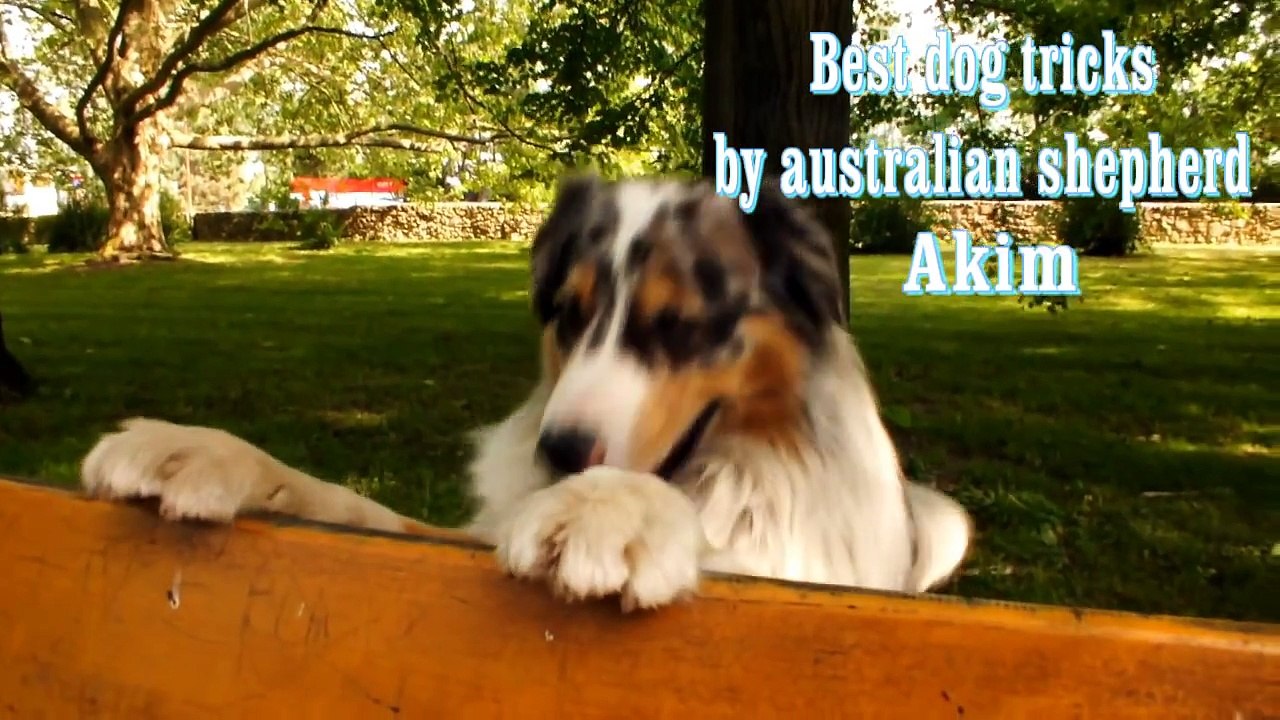 The most amazing dog tricks by Australian shepherd Akim