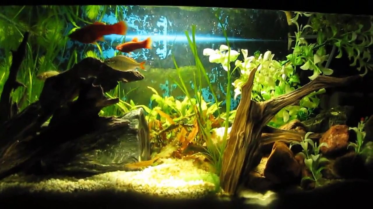 Akwarium ogólne 60 L
