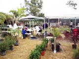 TOUR OF MARANDO FARMS IN FORT LAUDERDALE, THRIVING IVORY angels on the moon
