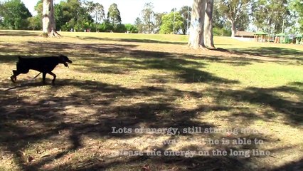 Reactive Dog Barking & Lunging on leash | Dog training tips