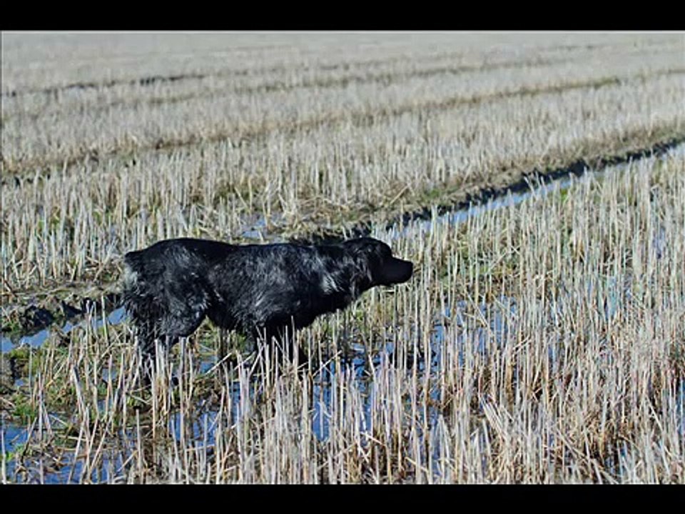 Addestramento cani da ferma - Training Pointing Dogs - 2011/12