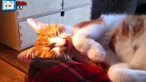 Funny Cats And Dogs Don't Want To Wake Up Compilation
