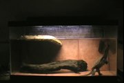 Common Snapping Turtle tank