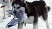 Dailymotion - Gregorian vs Antarctica, une vidéo de zerty  gregorian, antarctica, film, chien, traîneaux