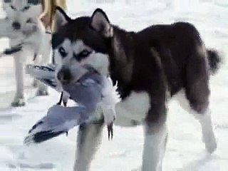 Dailymotion - Gregorian vs Antarctica, une vidéo de zerty  gregorian, antarctica, film, chien, traîneaux
