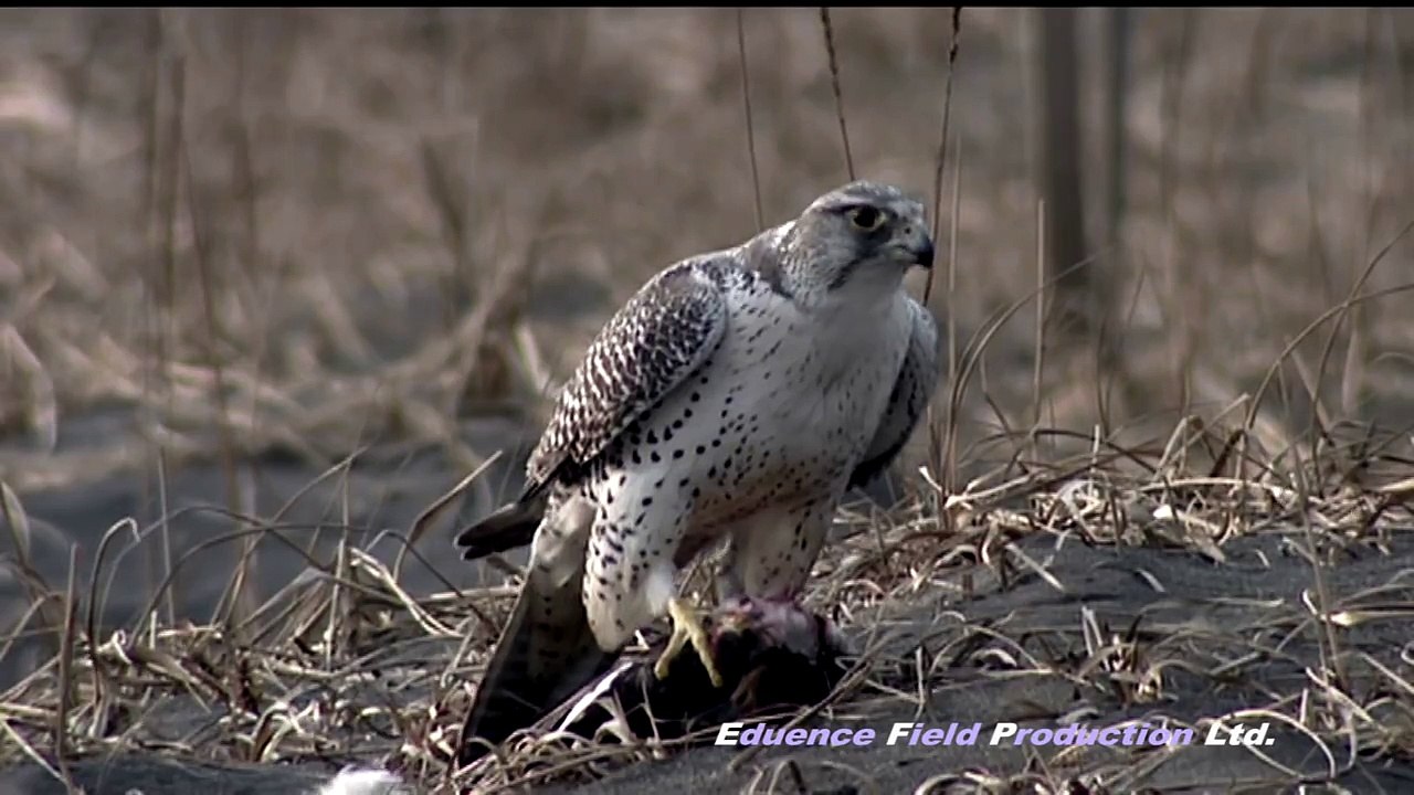 シロハヤブサ Gyrfalcon
