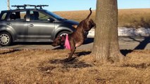 Chicago Dog Training / Hero the Pit Bull at Montrose Dog Beach