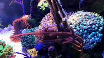 Biocube 29 Reef Update - New Additions
