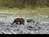 Two Grizzly Bears Fighting Over Female!!!