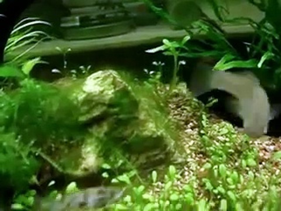Molinesias vs. Filamentosas
