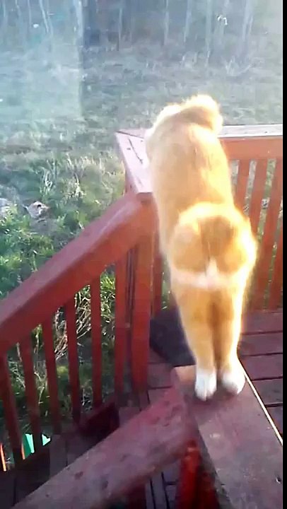 Cabbit Cat Half Cat Half Rabbit