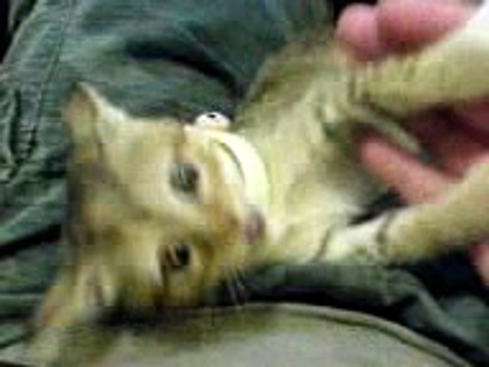 Daniel's cats02