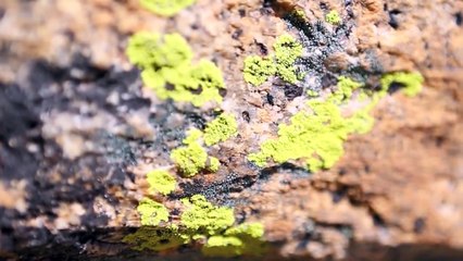 Shutdown Session with Tommy Caldwell