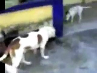 BULL TERRIER INGLES SPIKE Y BOOKER