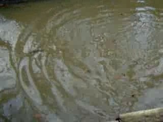 Poisson  rouge mdr !!