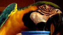 Video of my Blue and Gold Macaw drinking, playing with mirrors, and climbing