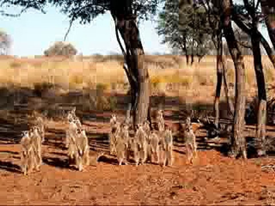 Meerkat Manor - Families of the Kalahari