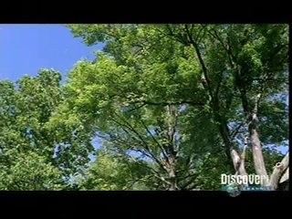 Cicadas are coming...