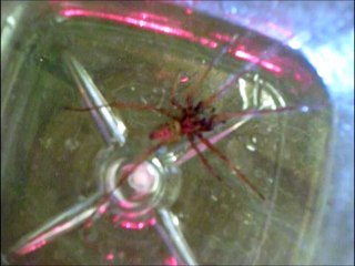 Spider's Living 2011, music “Kitaro - Matsuri”