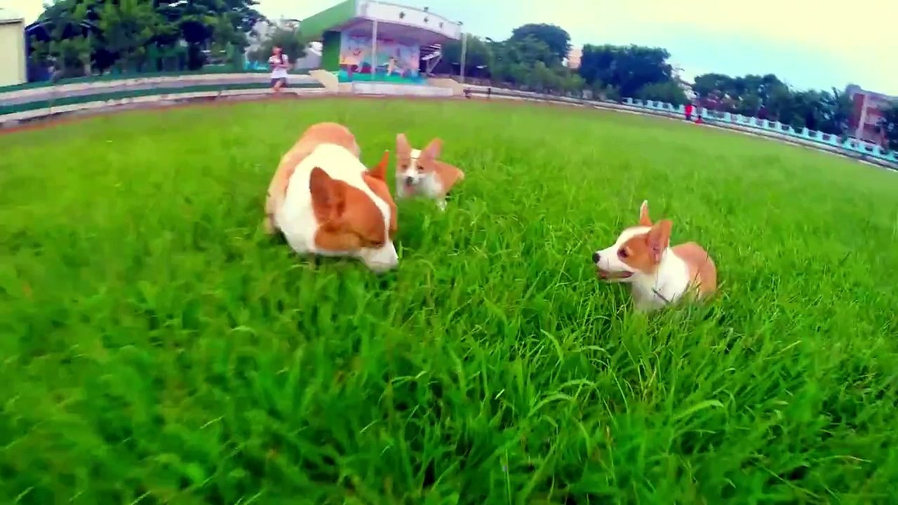 【Corgi】JOJO&DUODUO & DADA 爸爸去哪兒之就這個fu倍ㄦ爽~