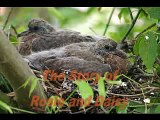 Wood Pigeons - Chicks