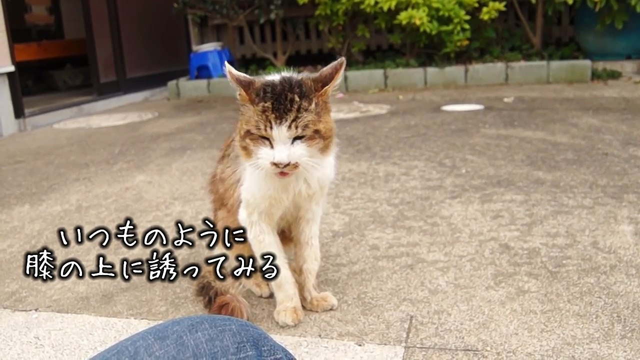 まだら天寿を全うする