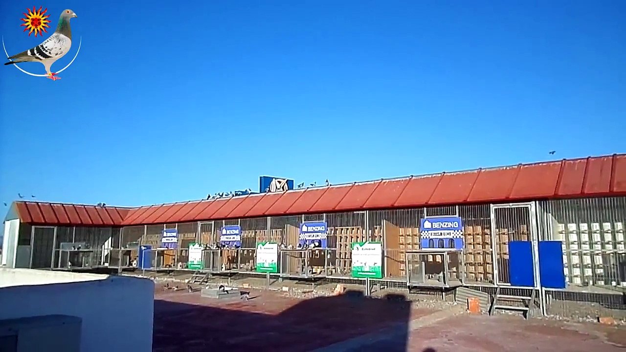 11th Training Toss 26 KM Montemayor Racing Pigeons Derby Cordoba 05.09.2014 / 8:30 a.m.