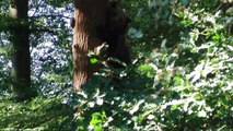 Bären im Wildpark Knüll