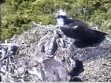 Osprey eats fish and feeds babies..