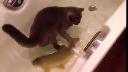 Cat friends with a fish Wow!