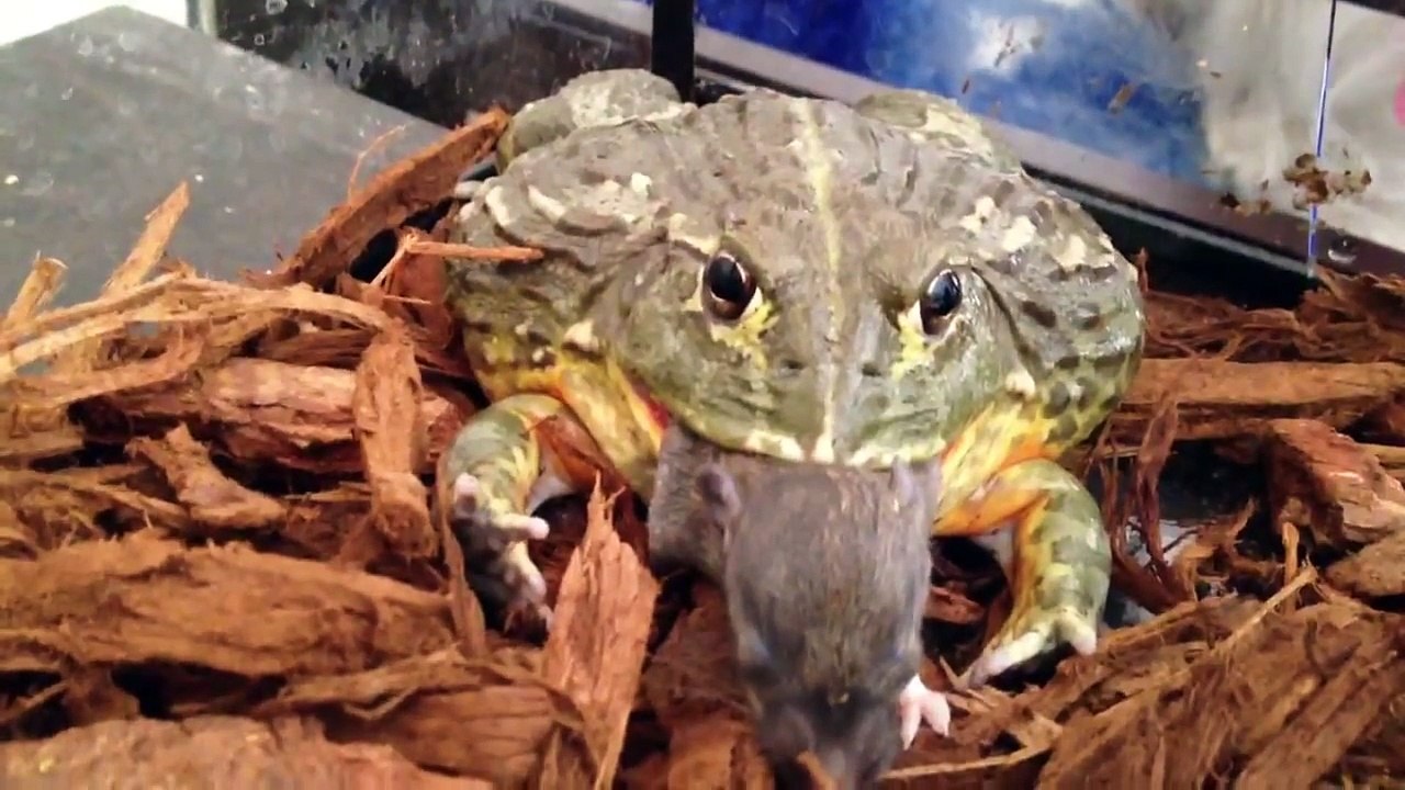 Pyxie frog "Green" devours rat pup