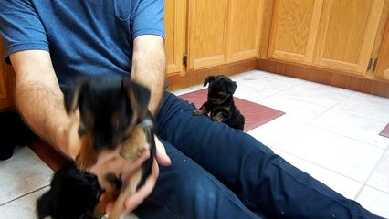 Copy of Chorkie puppies 6.3 weeks old